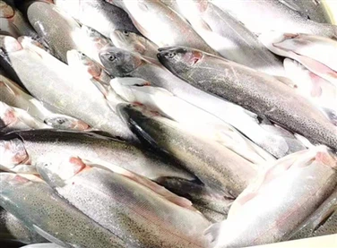 What Makes Liquid Nitrogen Freezing Superior In Terms Of Product Quality Compared To Traditional Methods?